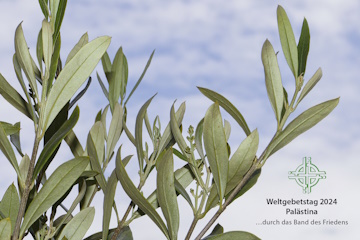Olivenzweige vor blauem, leicht bewölktem Himmel; rechts unten: Logo des Weltgebetstags 2024 Palästina, Leitwort "durch das Band des Friedens"